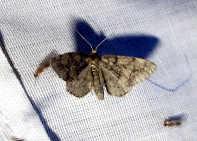Tephronia sepiaria/Eumannia lepraria