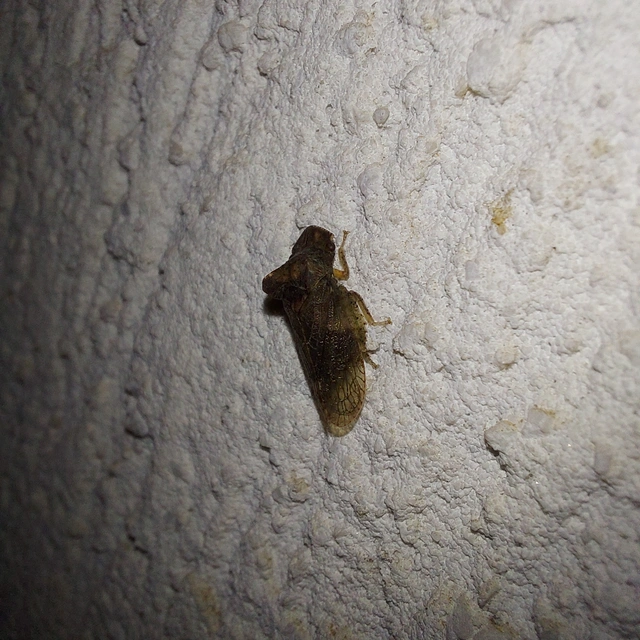 Ledra aurita - füleskabóca