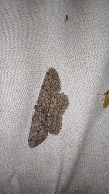 Hypomecis punctinalis - pettyes faaraszoló Hypomecis punctinalis - pettyes faaraszoló