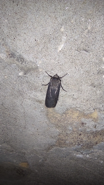 Agrotis segetum - vetési földibagoly Agrotis segetum - vetési földibagoly