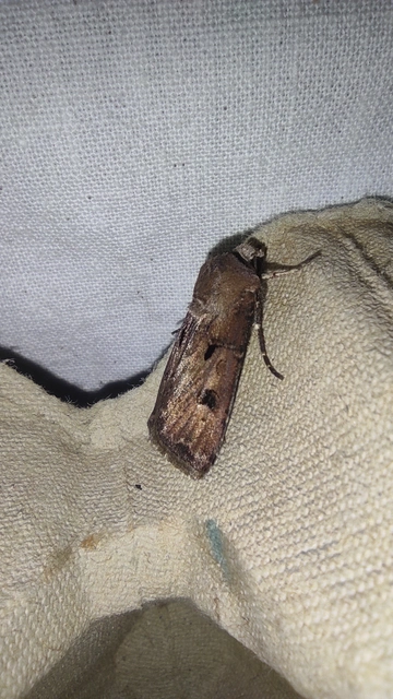 Agrotis exclamationis - felkiáltójeles földibagoly Agrotis exclamationis - felkiáltójeles földibagoly