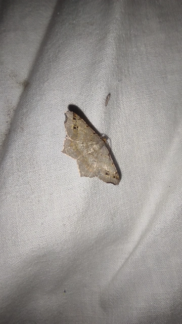 Macaria alternata - közönséges szürkearaszoló Macaria alternata - közönséges szürkearaszoló
