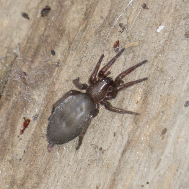 Scotophaeus