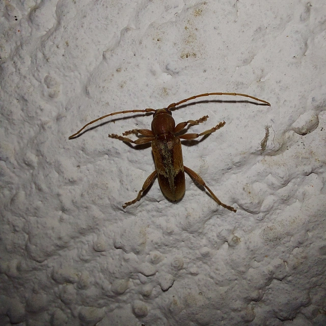Trichoferus pallidus - sápadt éjicincér