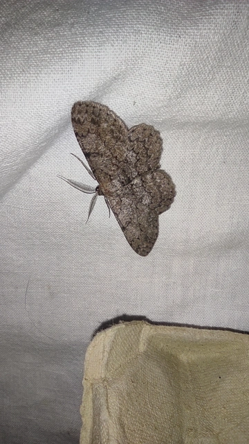 Hypomecis punctinalis - pettyes faaraszoló Hypomecis punctinalis - pettyes faaraszoló