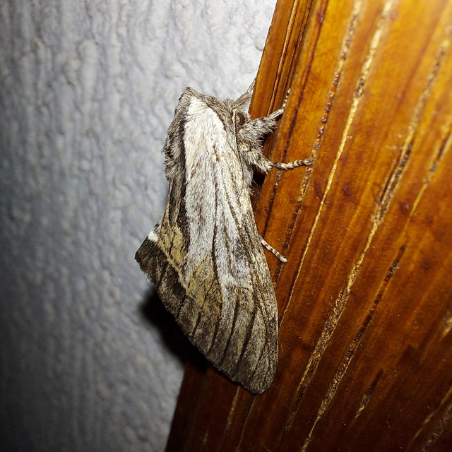 Harpyia milhauseri - pergamen-púposszövő