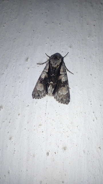 Acronicta alni - éger-szigonyosbagoly
