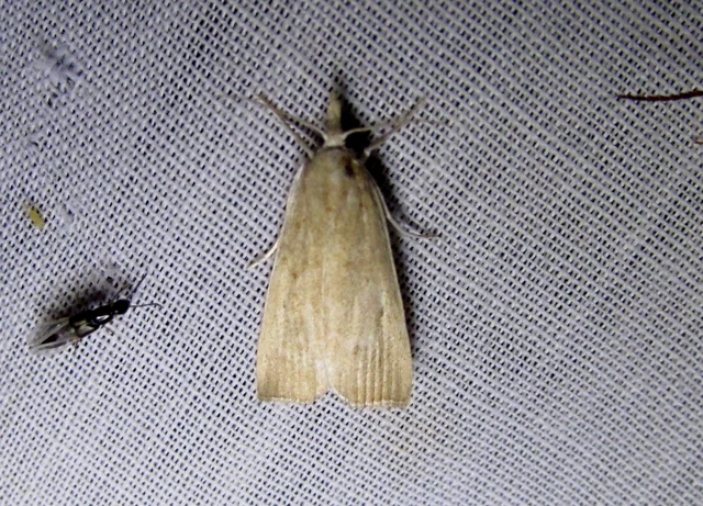 Calamotropha paludella - barna nádlevélmoly
