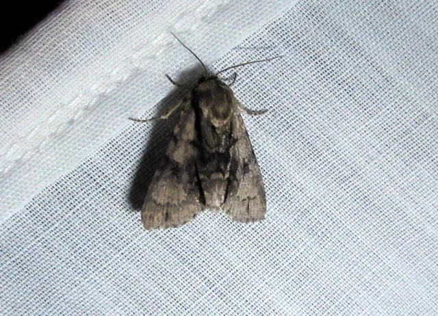 éger-szigonyosbagoly - Acronicta alni