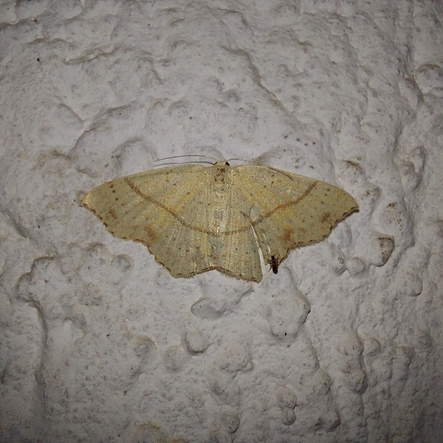 Cyclophora punctaria - sávos pettyesaraszoló