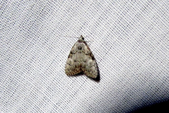 Meganola strigula - hamvas pamacsosszövő