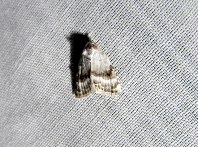 fehér pamacsosszövő - Meganola albula