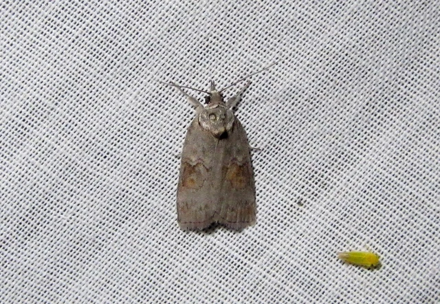 Nycteola asiatica - nyárfa-trapézbagoly