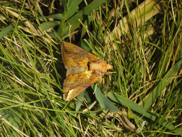 ezüstkockás bagoly - Plusia festucae