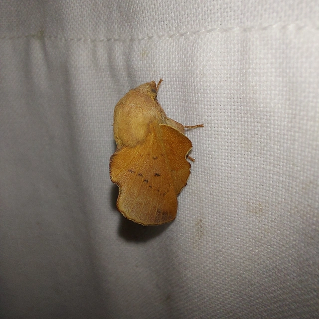 Phyllodesma tremulifolia - nyárlevélpohók