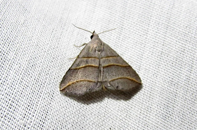 háromsávos törpebagoly - Colobochyla salicalis