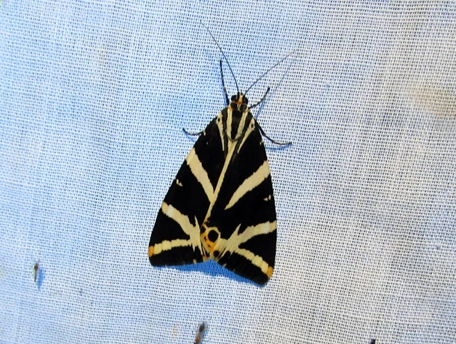 csíkos medvelepke - Euplagia quadripunctaria