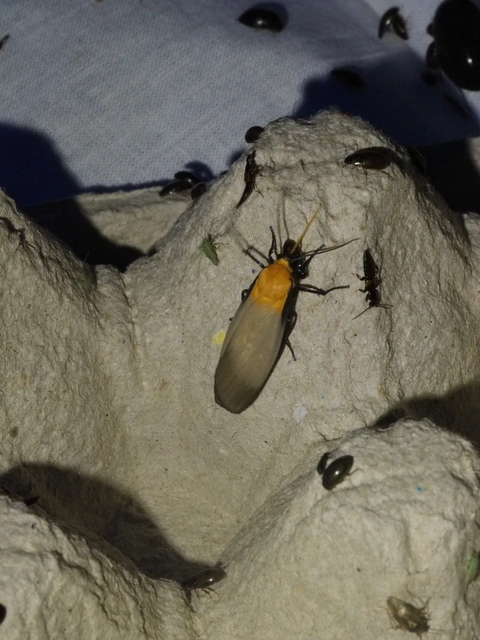 négypettyes zuzmószövő - Lithosia quadra