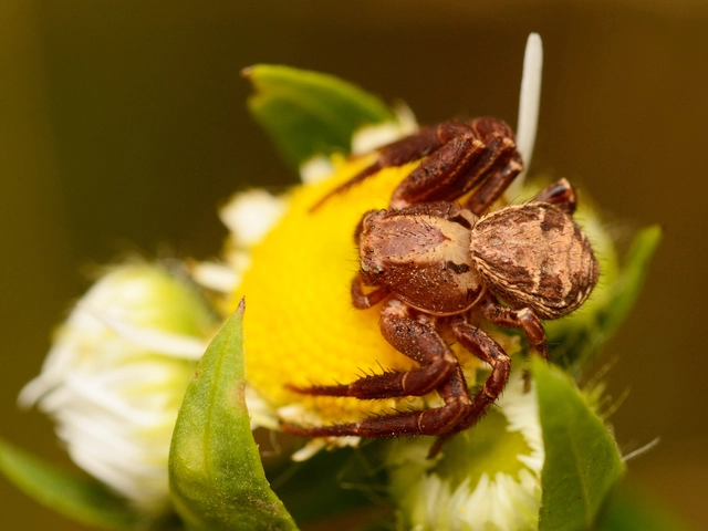 Xysticus