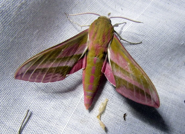 Deilephila elpenor - szőlőszender