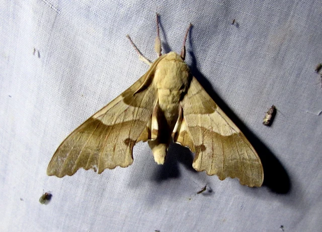 Marumba quercus - tölgyfaszender