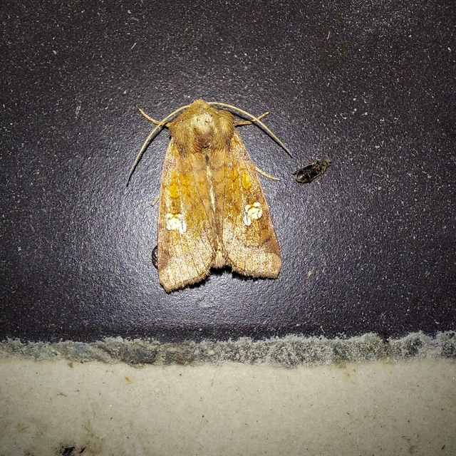 Amphipoea oculea - nagyfoltú lápibagoly