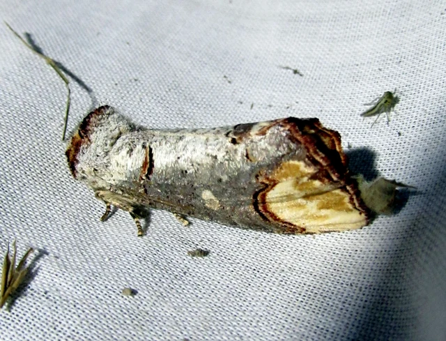 Phalera bucephala - sárgafoltos púposszövő