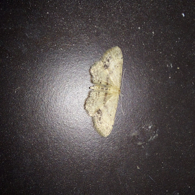 Idaea dimidiata - gyakori apróaraszoló