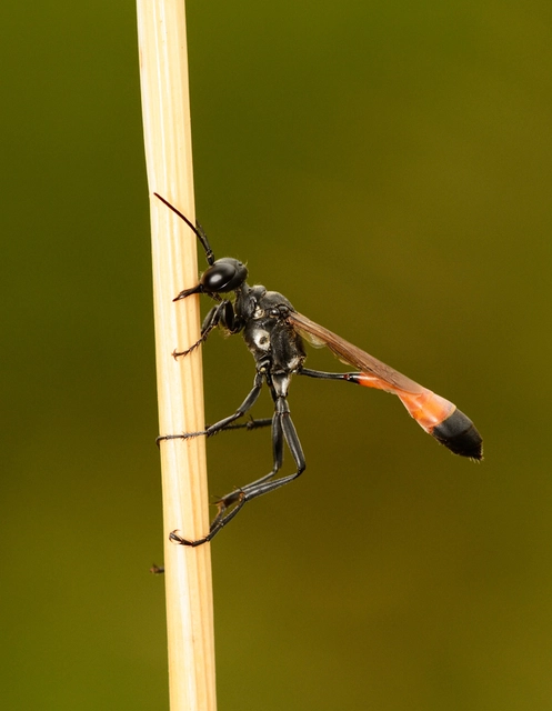 Ammophila sabulosa - homoki hernyóölődarázs