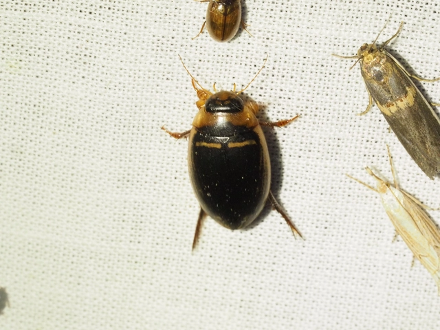 Hydaticus transversalis - harántsávos mocsáricsíkbogár