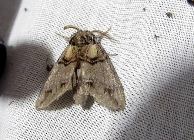 hegyi púposszövő - Drymonia velitaris