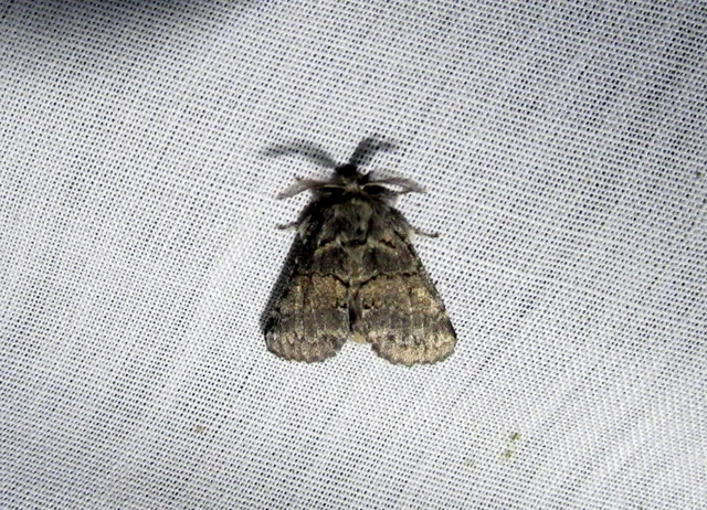Gluphisia crenata - kormos púposszövő