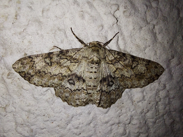Ascotis selenaria - holdas faaraszoló