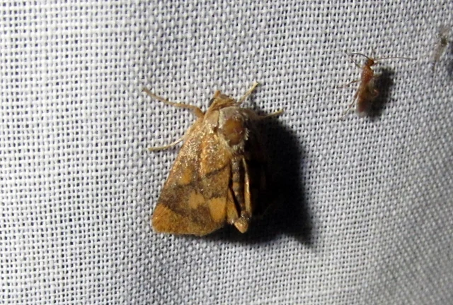 Apoda limacodes - kagylólepke