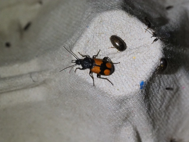Panagaeus bipustulatus - kis keresztesfutó