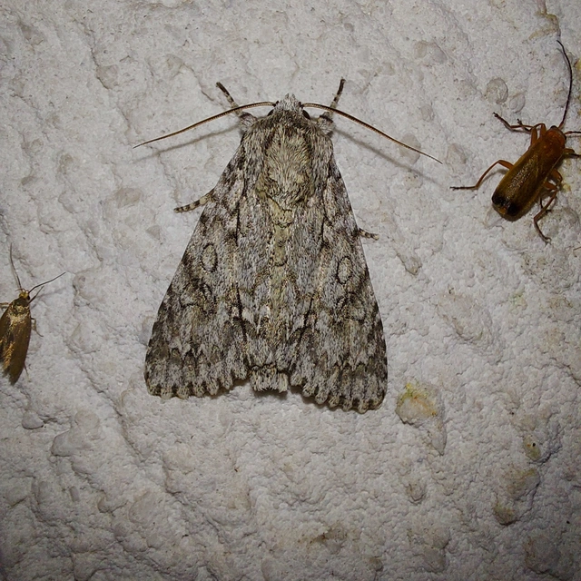 Acronicta aceris - vadgesztenye-szigonyosbagoly
