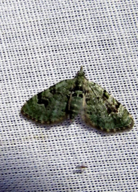 Chloroclystis v-ata - zöldes törpearaszoló