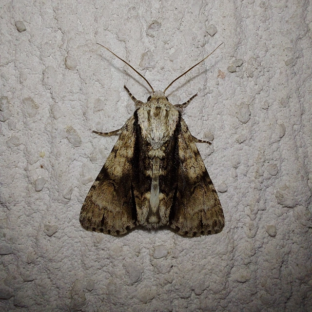 Acronicta alni - éger-szigonyosbagoly