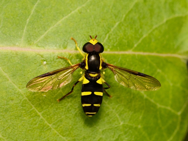 Xanthogramma