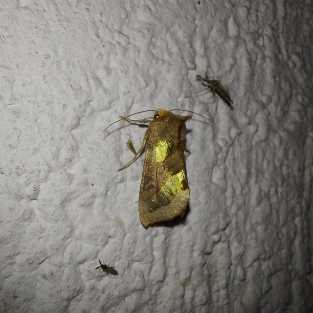 Diachrysia chrysitis - aranybagoly