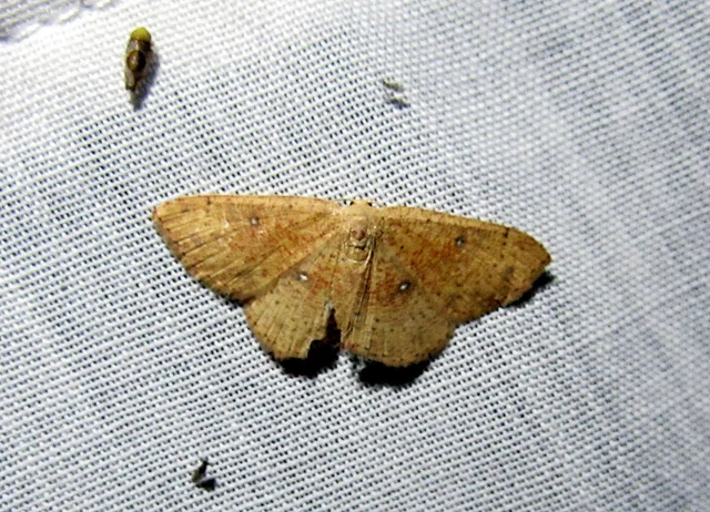 körös pettyesaraszoló - Cyclophora porata