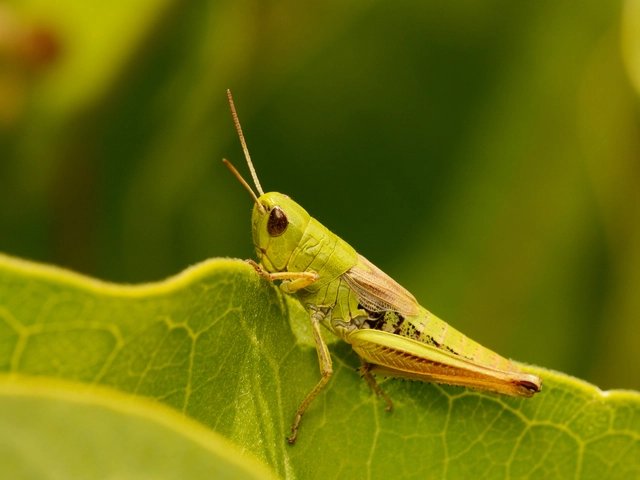 Pseudochorthippus parallelus - közönséges rétisáska