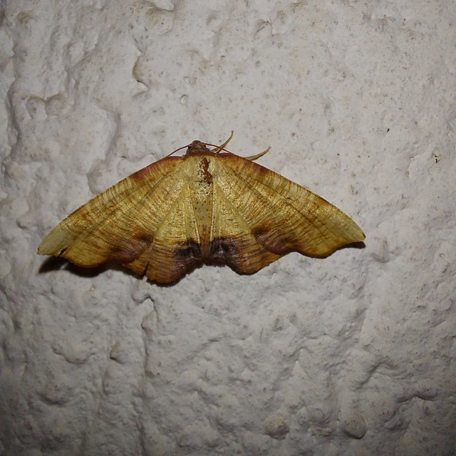 Plagodis dolabraria - baltaszárnyú araszoló