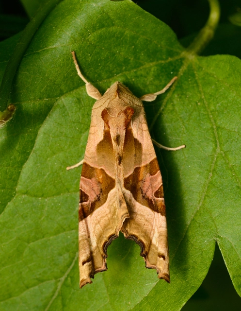 Phlogophora meticulosa - vándorló csipkésbagoly