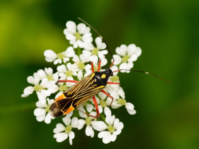 Miris striatus - sávos mezeipoloska