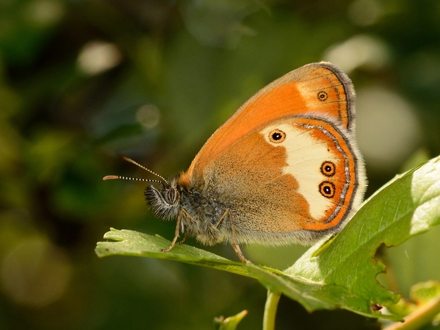 Coenonympha arcania - fehéröves szénalepke