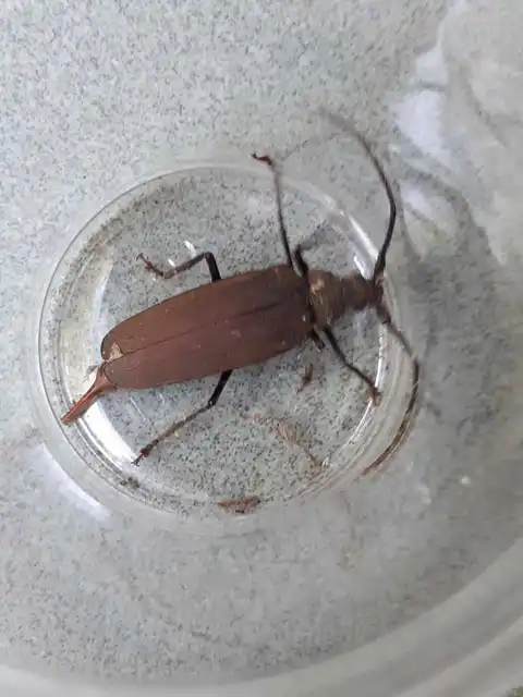 Aegosoma scabricorne - diófacincér