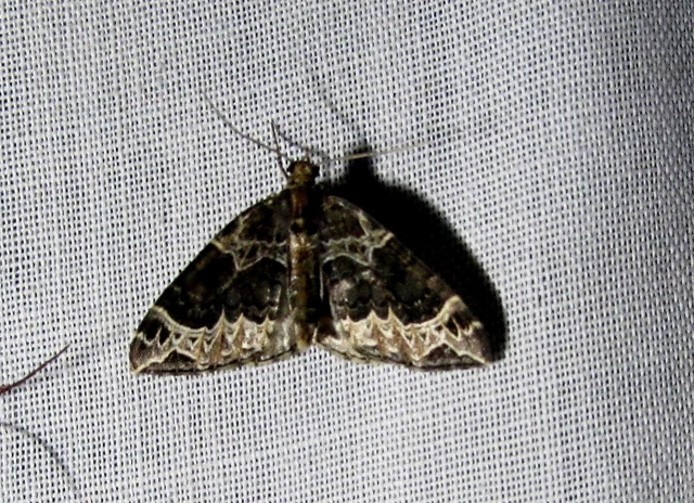 barna tarkaaraszoló - Ecliptopera silaceata