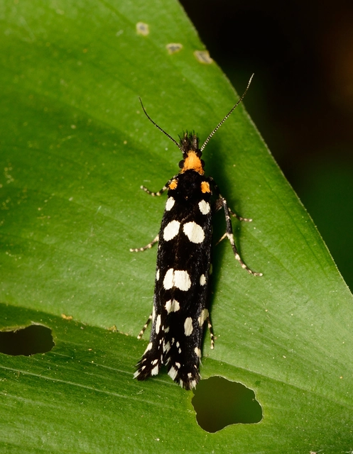 Euplocamus anthracinalis - fésűscsápú korhadékmoly