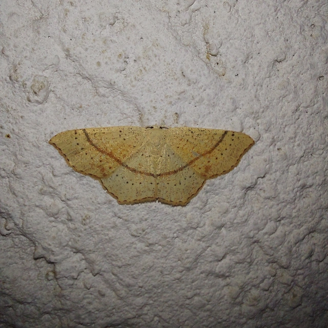 Cyclophora punctaria - sávos pettyesaraszoló